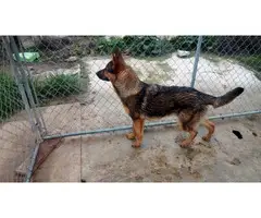 2 females Sable German Shepherd puppies available - 5