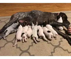 9 AKC German Shorthaired Pointer puppies for sale - 1