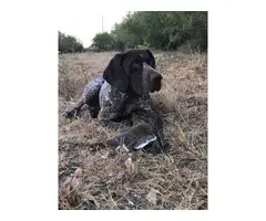9 AKC German Shorthaired Pointer puppies for sale - 2