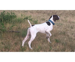 9 AKC German Shorthaired Pointer puppies for sale in San ...