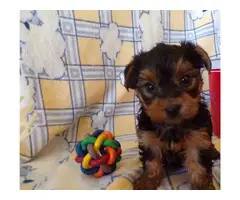 Yorkie puppies ready for a caring family