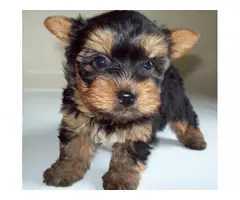 Yorkie puppies ready for a caring family - 2