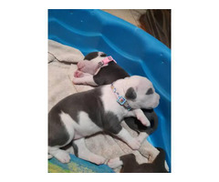 American Pit Bull Terrier Puppy For Sale By Ownerarizona Puppies For Sale Near Me