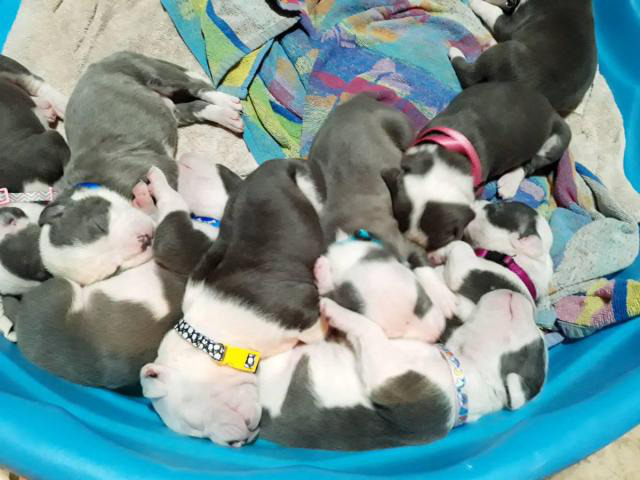 Purebred American pit bull puppies Mesa - Puppies for Sale Near Me