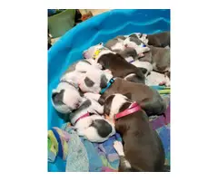Purebred American pit bull puppies - 6