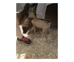 Rehoming Male mastiff puppy - 3