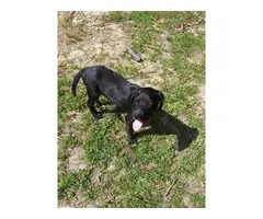 2 Catahoula puppies are looking for a new home - 2