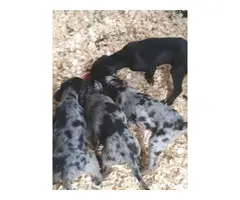 2 Catahoula puppies are looking for a new home - 4