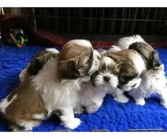 Cute and outstanding males and females Shih Tzu pups available - 1
