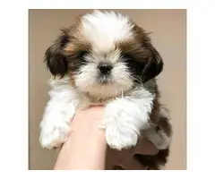 Cute and outstanding males and females Shih Tzu pups available - 2