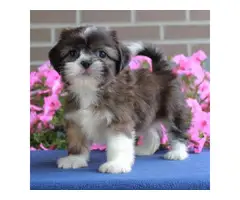Cute and outstanding males and females Shih Tzu pups available - 4
