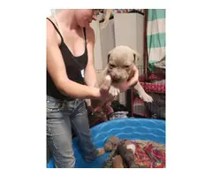 3 American Pit Bull puppies for sale - 3