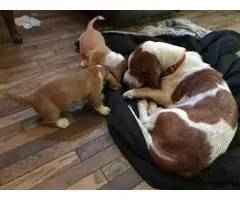 Two Basset Hound puppies for a loving home