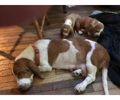 Two Basset Hound puppies for a loving home - 2