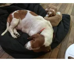 Two Basset Hound puppies for a loving home - 3