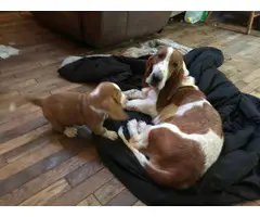 Two Basset Hound puppies for a loving home - 4