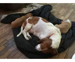 Two Basset Hound puppies for a loving home - 5