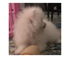 males and females pom puppies available - 4