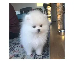 males and females pom puppies available - 6