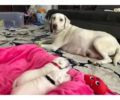 AKC Purebred White Labrador retriever puppies - 1