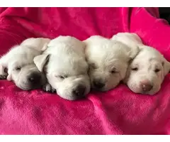 AKC Purebred White Labrador retriever puppies - 2