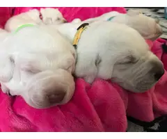 AKC Purebred White Labrador retriever puppies - 3