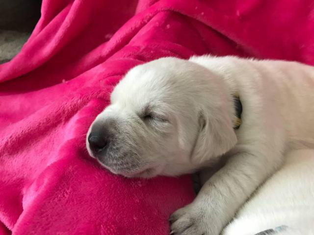 AKC Purebred White Labrador retriever puppies in Ottumwa, Iowa - Puppies for Sale Near Me