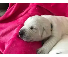 AKC Purebred White Labrador retriever puppies - 4