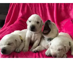 AKC Purebred White Labrador retriever puppies - 5