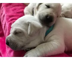 AKC Purebred White Labrador retriever puppies - 6