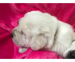 AKC Purebred White Labrador retriever puppies - 7