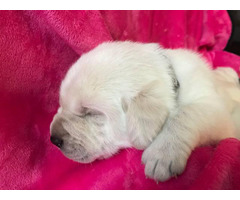 AKC Purebred White Labrador retriever puppies in Ottumwa ...