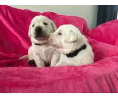AKC Purebred White Labrador retriever puppies - 11
