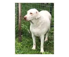 AKC Purebred White Labrador retriever puppies - 14