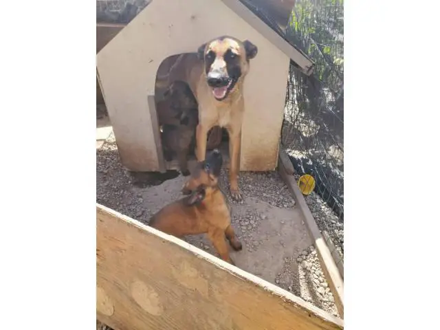 8 weeks old Pure Breed Belgian malinois puppies for rehoming