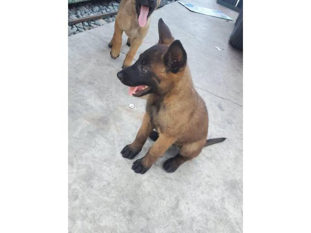 8 weeks old Pure Breed Belgian malinois puppies for rehoming Stockton ...
