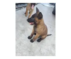 8 weeks old Pure Breed Belgian malinois puppies for rehoming - 3