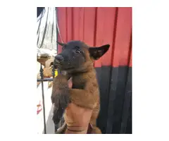 8 weeks old Pure Breed Belgian malinois puppies for rehoming - 5