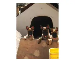8 weeks old Pure Breed Belgian malinois puppies for rehoming - 6