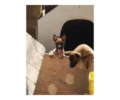 8 weeks old Pure Breed Belgian malinois puppies for rehoming - 7