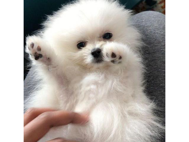 Adorable pomeranian puppy for sale in Chicago, Illinois
