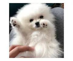 Adorable pomeranian puppy for sale - 2