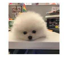 Adorable pomeranian puppy for sale - 3