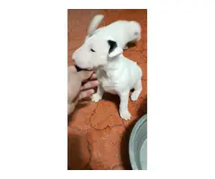 3 males full bred Bull terrier puppies