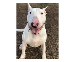 3 males full bred Bull terrier puppies - 4