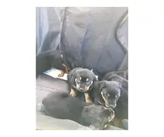 Males and females Rottweiler puppies available - 1