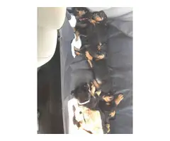 Males and females Rottweiler puppies available - 4
