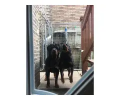 Males and females Rottweiler puppies available - 6