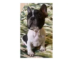 2 months old French bulldog pups ready for forever home