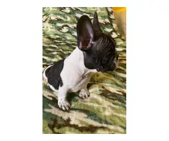 2 months old French bulldog pups ready for forever home - 3